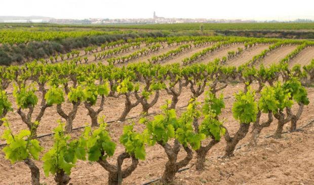 Casa Rural Ardetxal A 16Km De Logrono Y Laguardia Vinaspre Εξωτερικό φωτογραφία